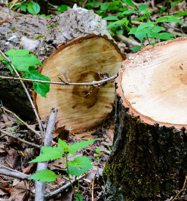 RPR Tree Service LLC Arborist Services