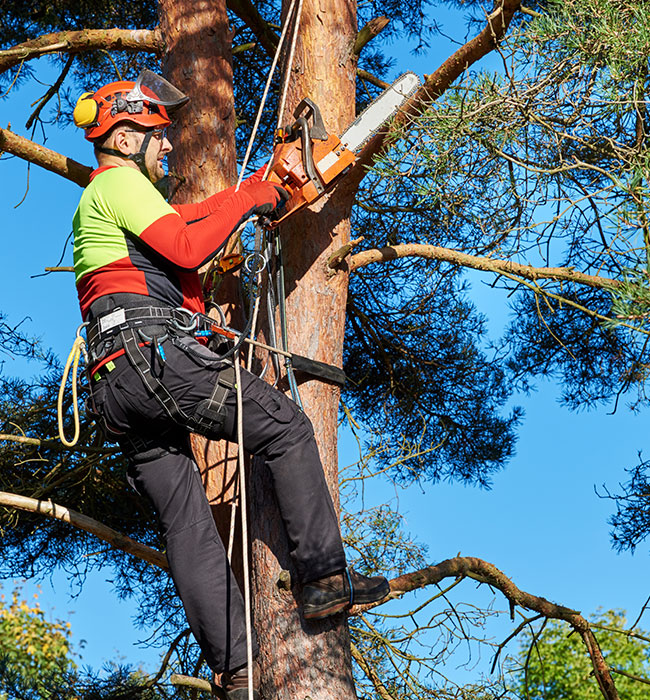 RPR Tree Service LLC Arborist Services