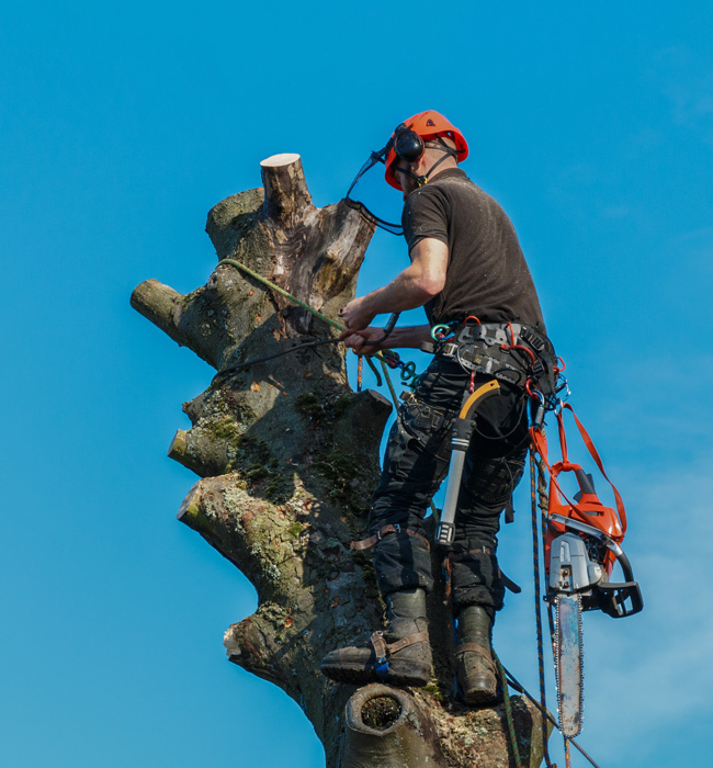 RPR Tree Service LLC Arborist Services