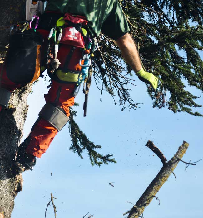 RPR Tree Service LLC Arborist Services