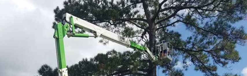 Arborist Services