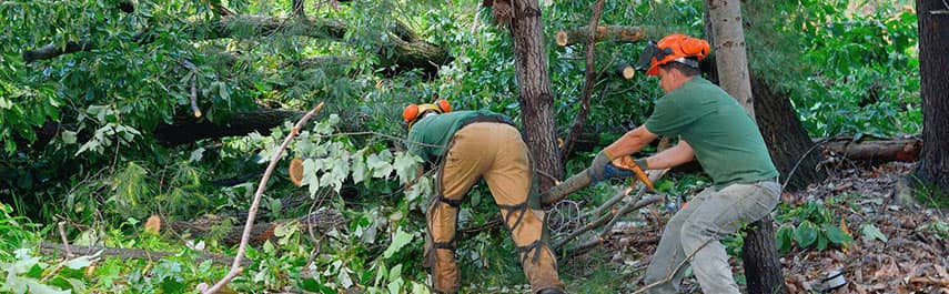 Emergency Tree Removal Services