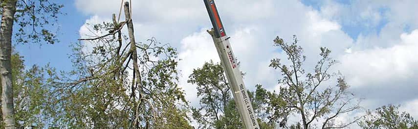 Tree Removal Services