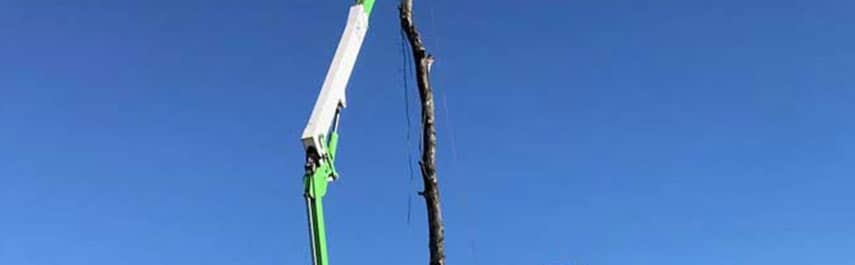 Tree Services